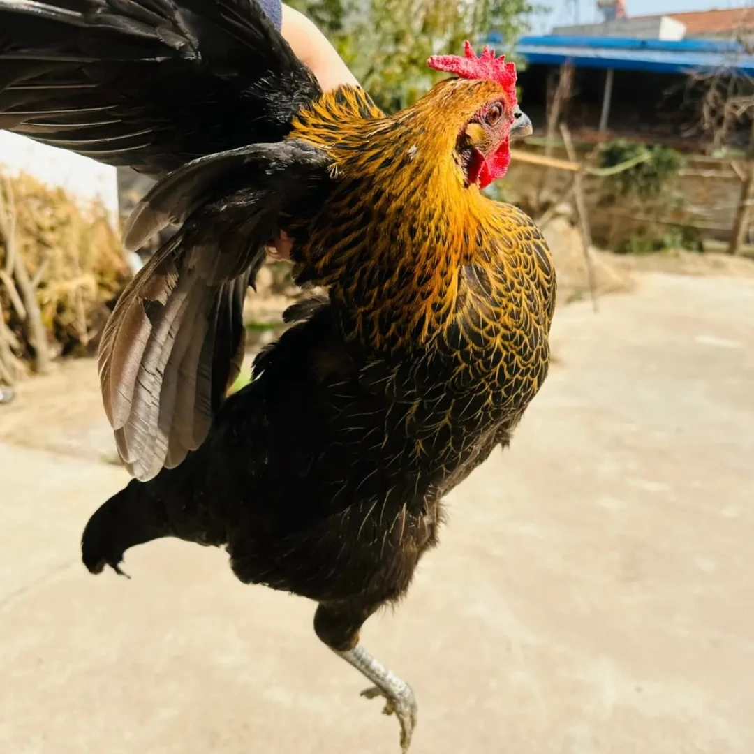 【助农链接】老乡家散养土鸡