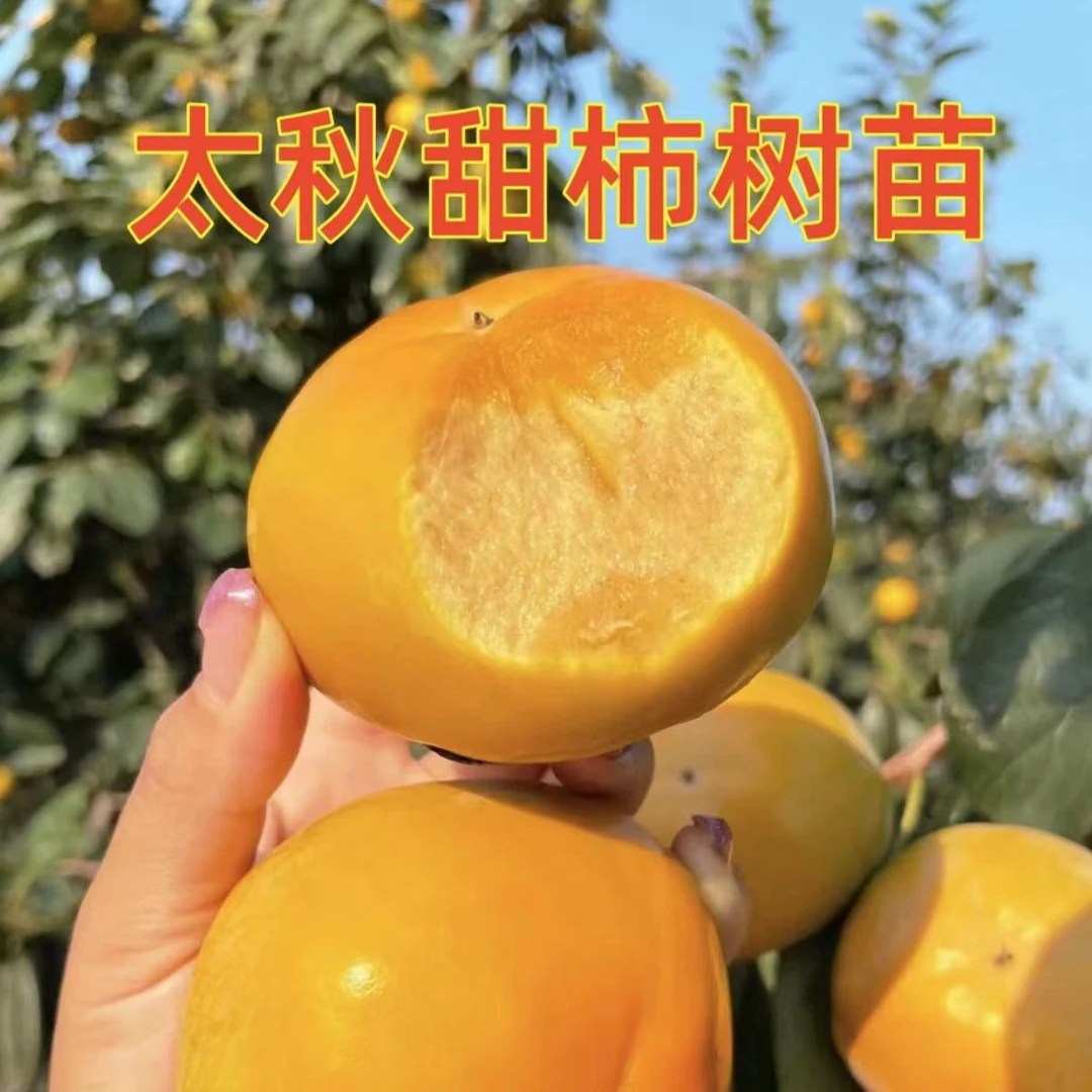 柿子树苗阳丰太秋火晶柿子树苗南北方均可种植耐寒