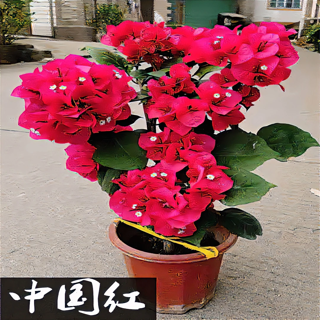 三角梅中国红也叫潮州红适合阳台庭院楼顶开红色花趣味冬季美观