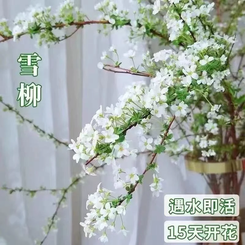 鲜花雪柳带花苞发货喷雪花爆花机器室内花卉 懒人花 年宵花遇水开