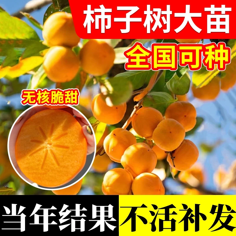 柿子苗嫁接无核水果脆甜柿子树盆栽南北方种庭院果树火晶柿子树苗