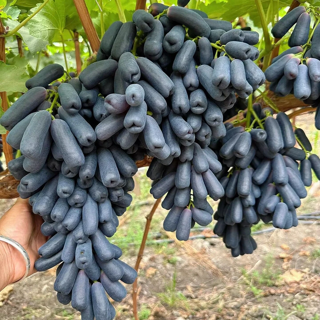 葡萄树苗特大无核蓝宝石葡萄苗盆栽南北方种地栽爬藤果树当年结果