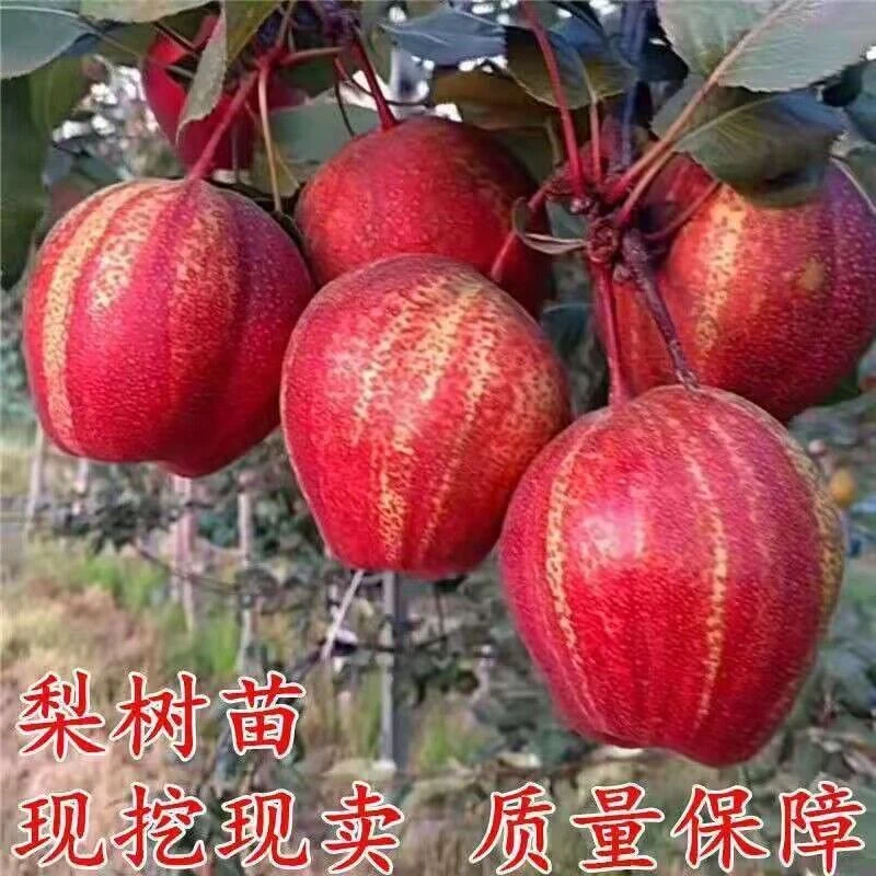 早酥红梨树嫁接苗彩虹梨树盆栽南北方种地栽秋月梨树果苗当年结果