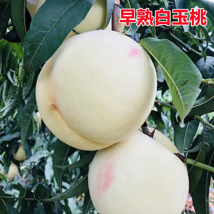 白玉桃树苗嫁接早熟中桃白玉桃树苗盆栽地栽南北方种果树当年结果