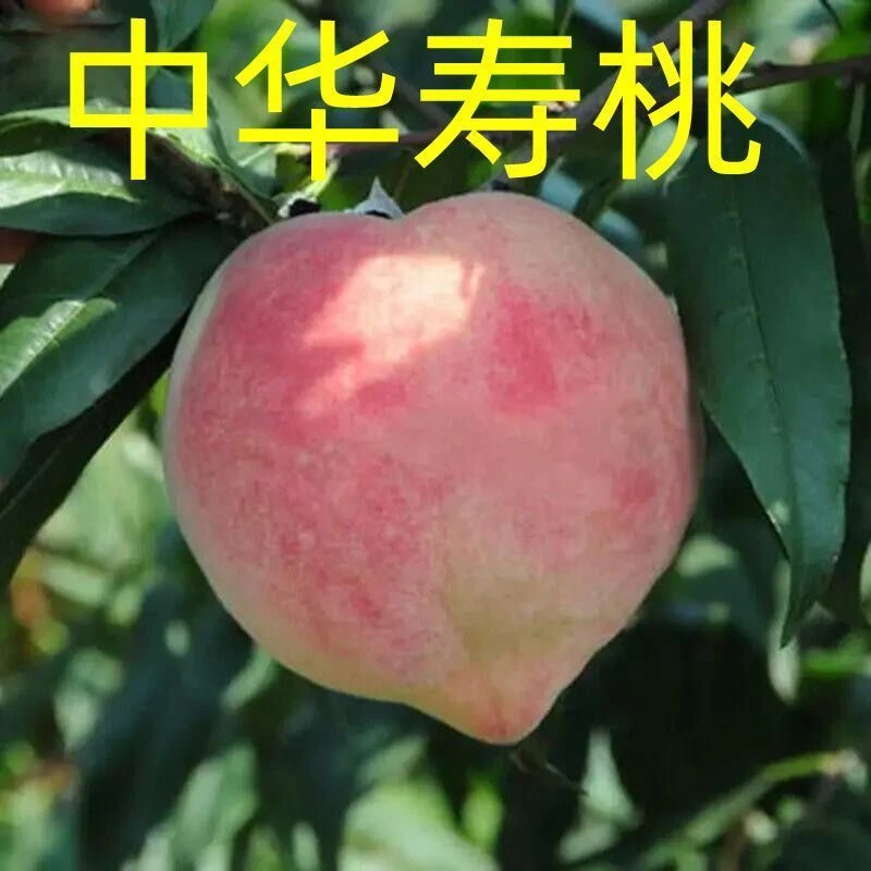 嫁接特大桃树新品种中华寿桃超甜大黄桃树苗当年结果桃树苗耐寒