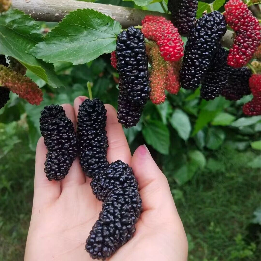 桑葚树苗大果南北方种四季食用黑桑葚苗盆栽地栽大叶桑树当年结果