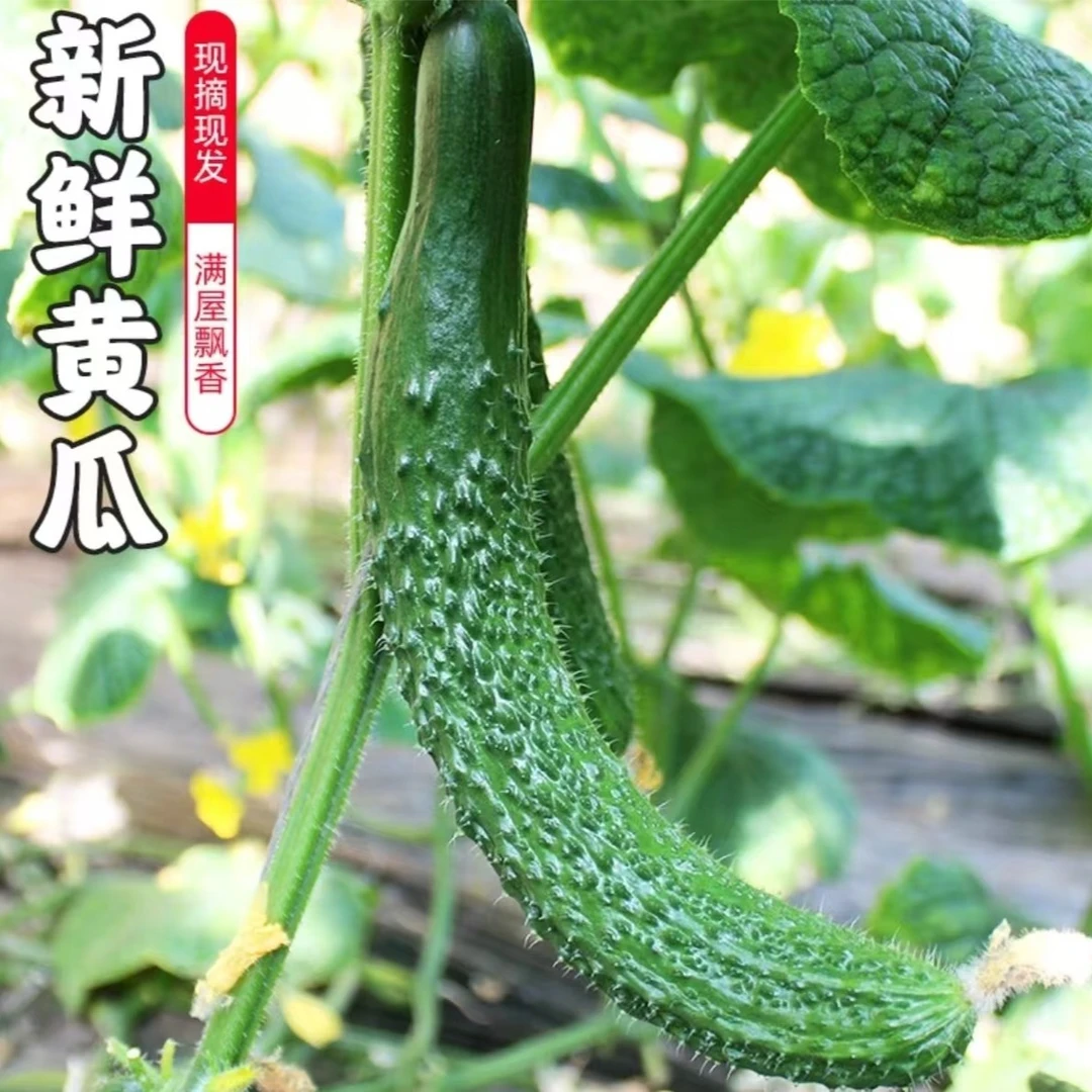 (顺丰包邮）庞各庄本地老味黄瓜 自家种植 新鲜采摘 儿时的味道