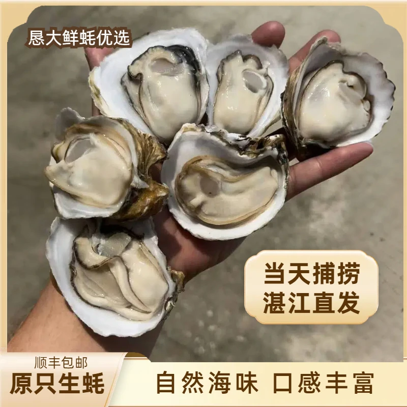 【买5斤送5斤】正宗湛江生蚝原产地新鲜蒸特大生蚝烤生蚝精品海蛎子