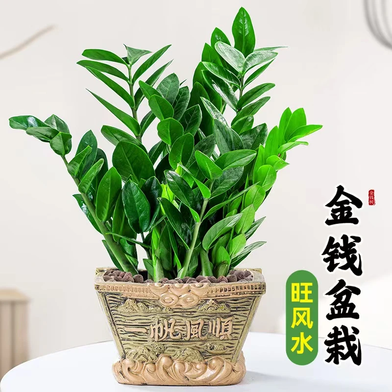 金钱树招财盆栽植物旺事业桌面四季常青摇钱树大钱串子好养绿植