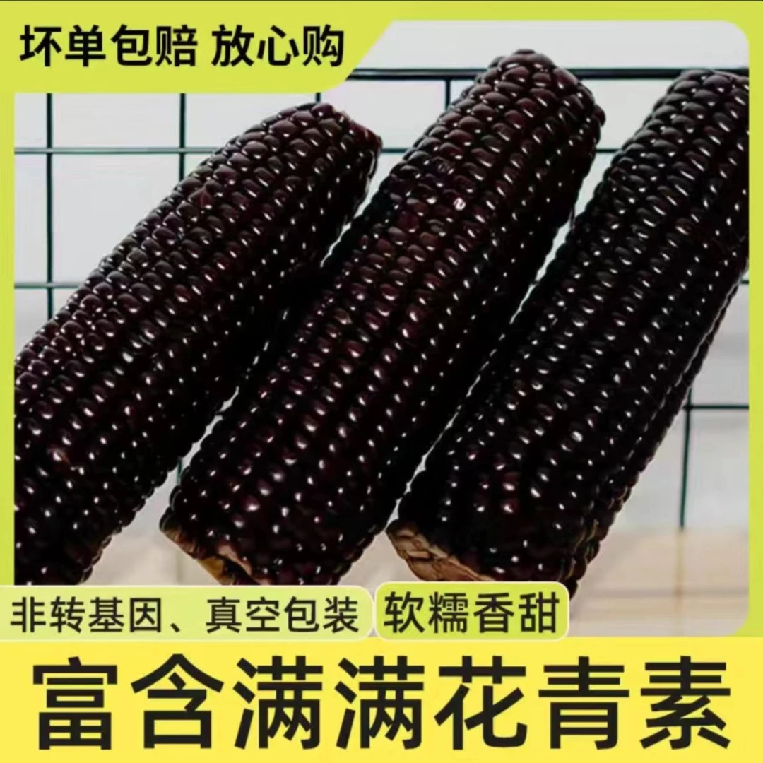 【淼林专属】黑土地种植黑糯玉米 东北苞米真空糯玉米 250g*8支
