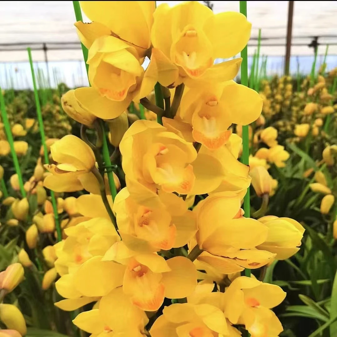 【灯】云南大花惠兰带花苞零度以下送保温棉基地直发实物种植发货