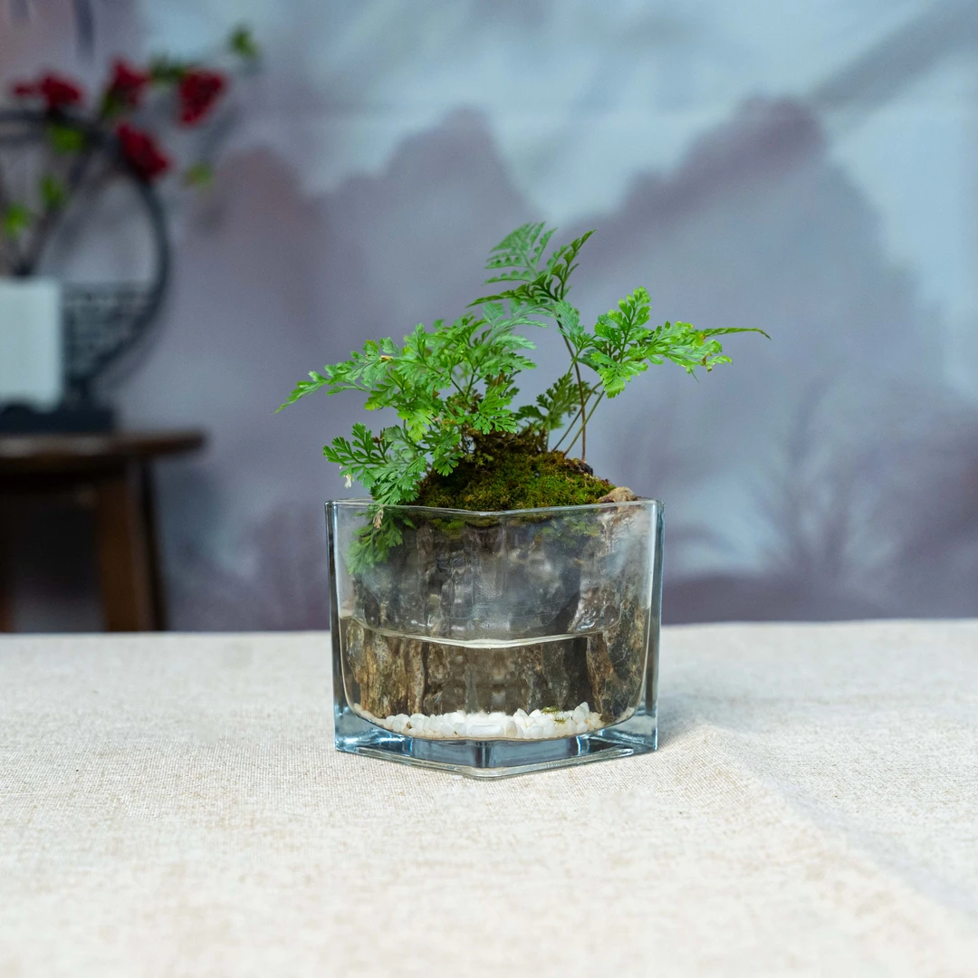 小方缸-尺寸8*8厘米成品创意绿植景观