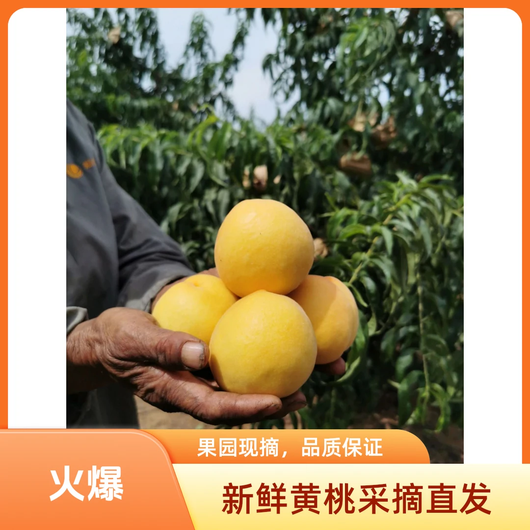 4.6斤-5斤礼泉西瑞黄桃【7-9个】精品大果现摘现发当天【甜脆可口】