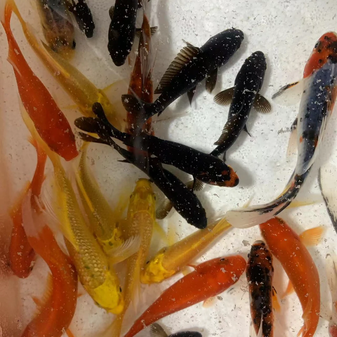 【6-8厘米黄+红混搭8条】锦鲤锦鲫冷水淡水观鱼金鱼风水招财耐活鱼