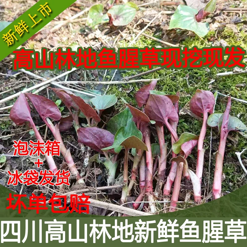 ［现摘现发］四川高山新鲜折耳根山上自然生长鱼腥草嫩叶有坏包赔