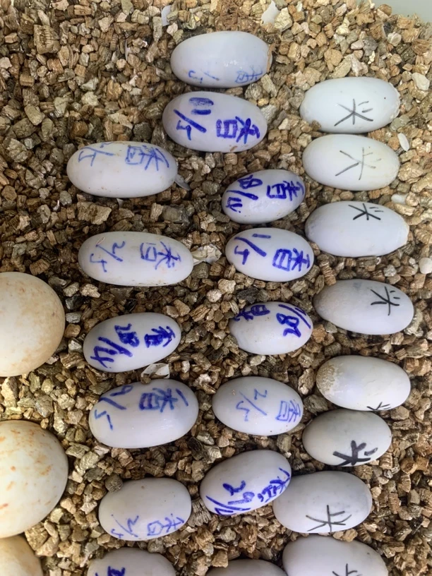 麝香苗深水龟观赏龟