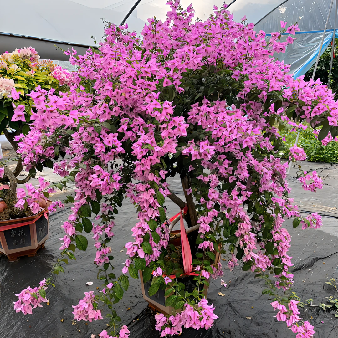 【佳怡园艺】 三角梅一物一拍直播 勤花好养老桩盆景庭院阳台露台