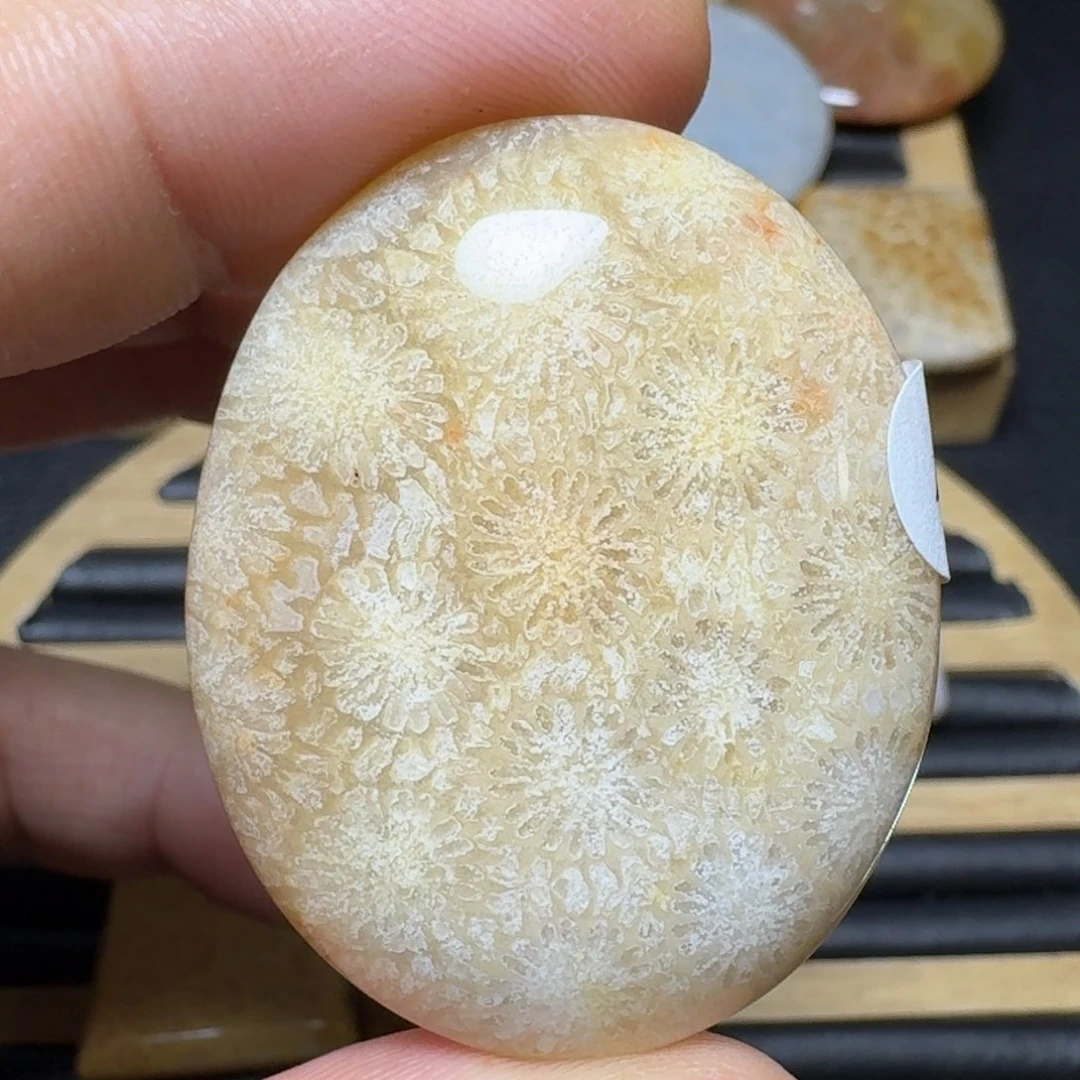 硅化珊瑚（珊瑚玉）纯天然色有机玉石未镶嵌