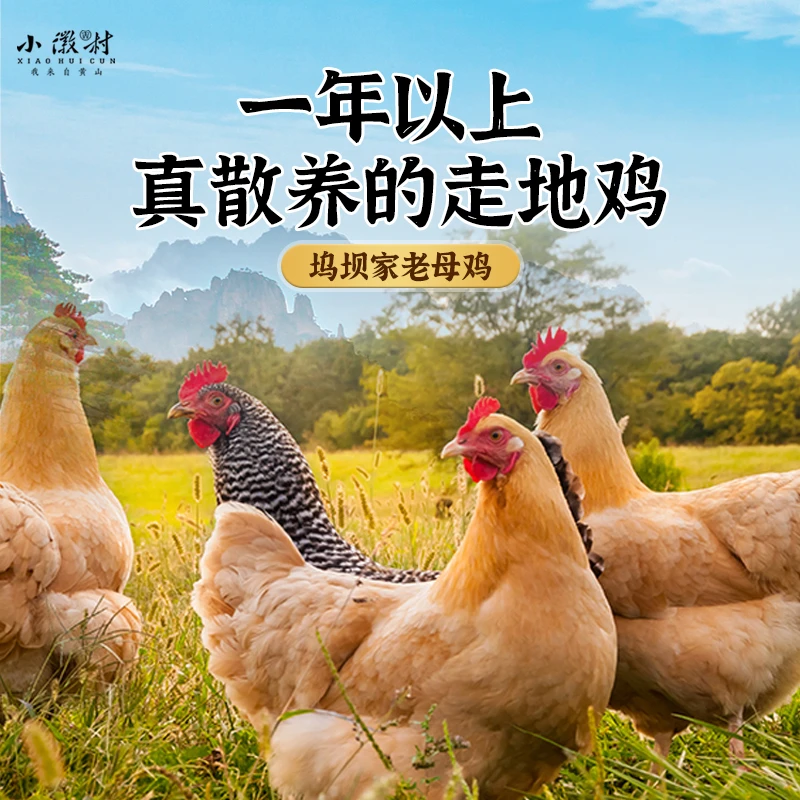 【西划船专属】老母鸡五黑鸡公鸡纯土鸡柴鸡农家散养整只鸡新鲜严选