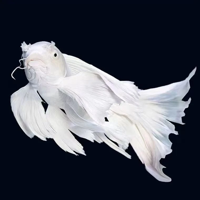 改价普身短身贵妃蝴蝶鲤活体冷水鱼普身20左右直拍观赏鱼死了包赔