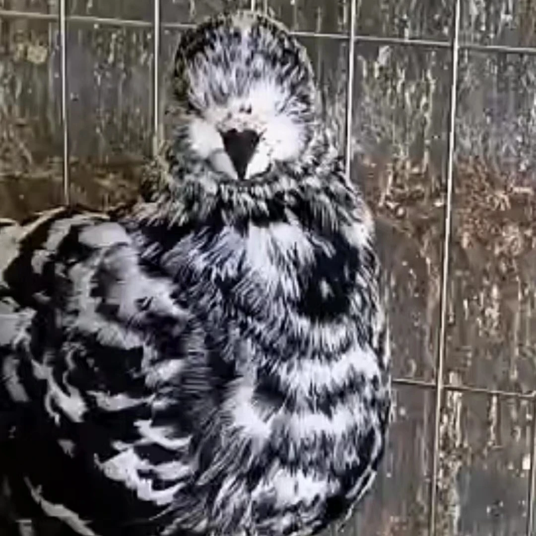 圆环鸽子，图片仅供参考，肉鸽，图片仅供参考