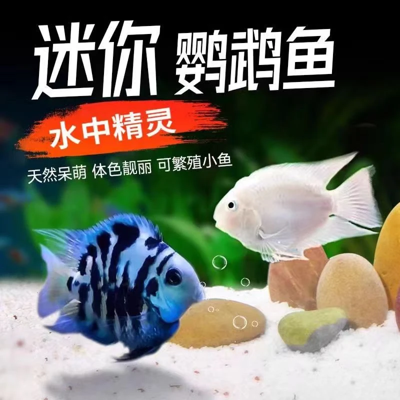 小型热带观赏鱼迷你鹦鹉新手混养体验繁殖乐趣皮实耐养灯科鱼活体
