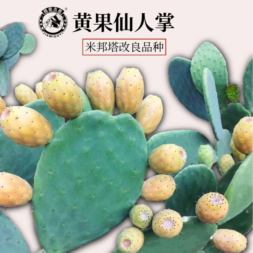 葭密古邑【黄果仙人掌】米邦塔仙人掌改良品种 防辐射庭院绿植物