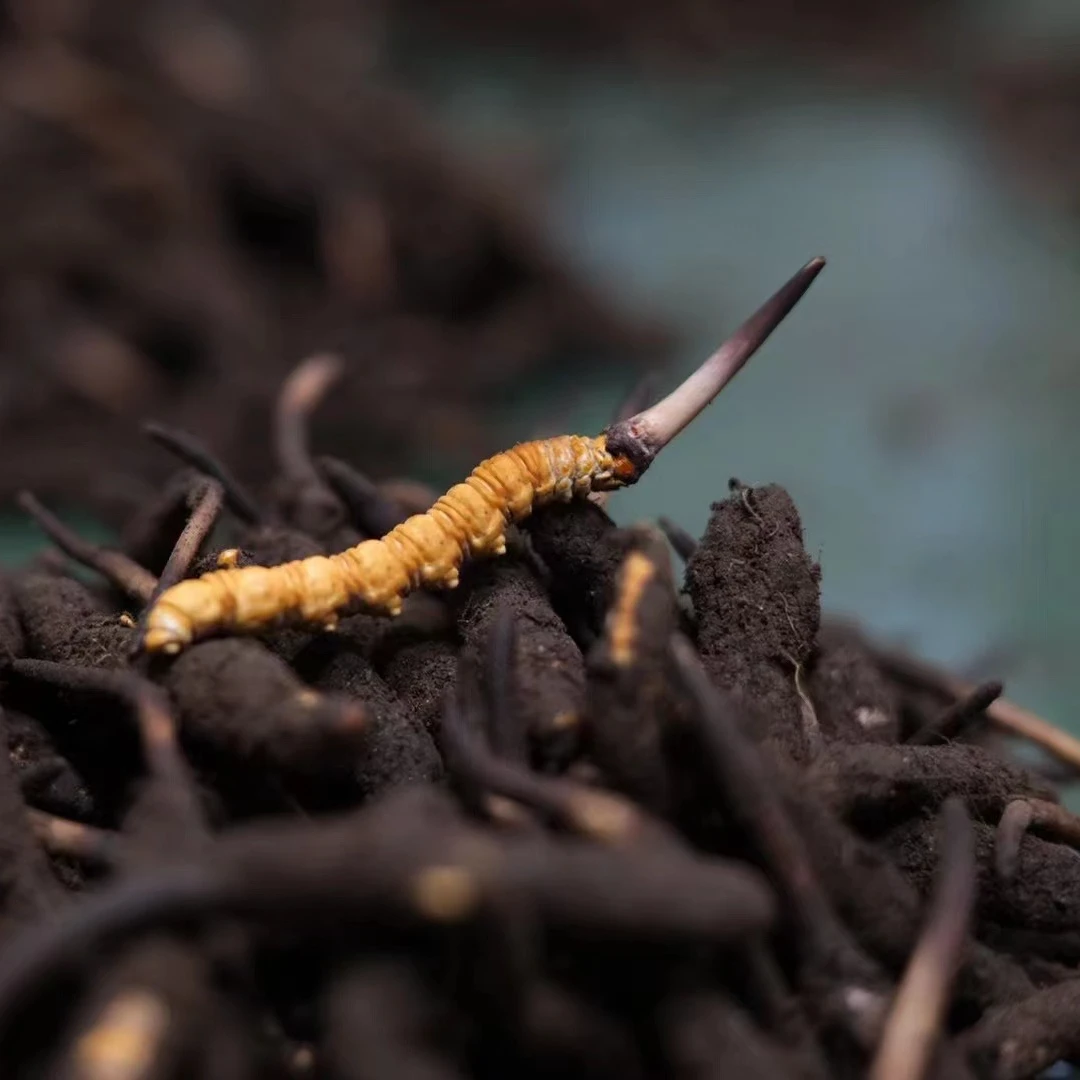【0.5-0.6克】新鲜冬虫夏草 2025年鲜虫草