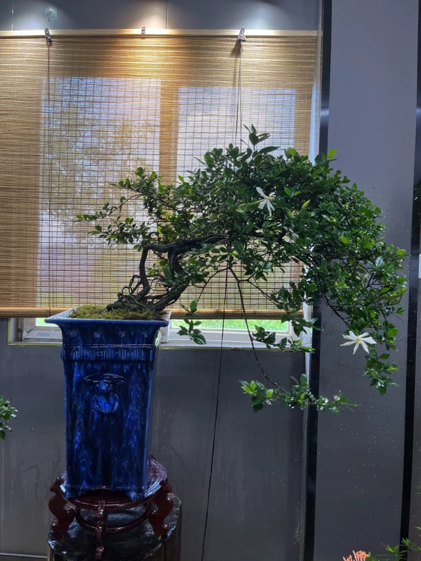 海岛栀子花【向向精品盆景】四季揽叶栀子花