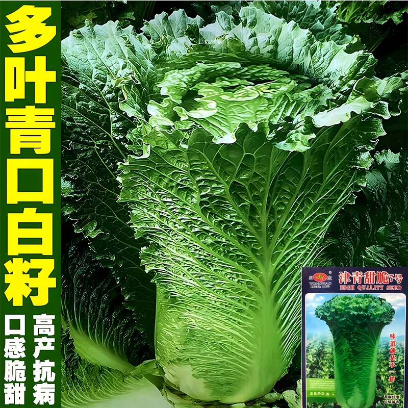 60天多叶青口白种子矮桩绍菜青麻叶大白菜种孑春夏秋四季蔬菜种籽