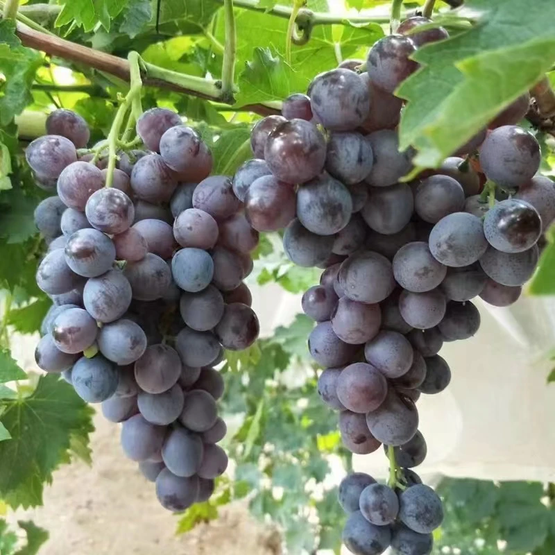 【两斤散装】本地早黑宝玫瑰葡萄  好吃香甜多汁   一份净重2斤