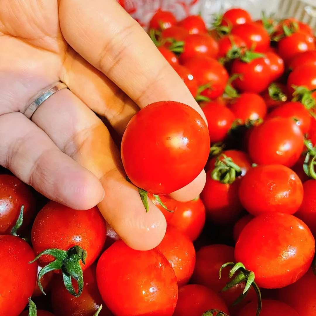 【三串装】爆汁小番茄串番茄  新鲜水果  单盒200g左右