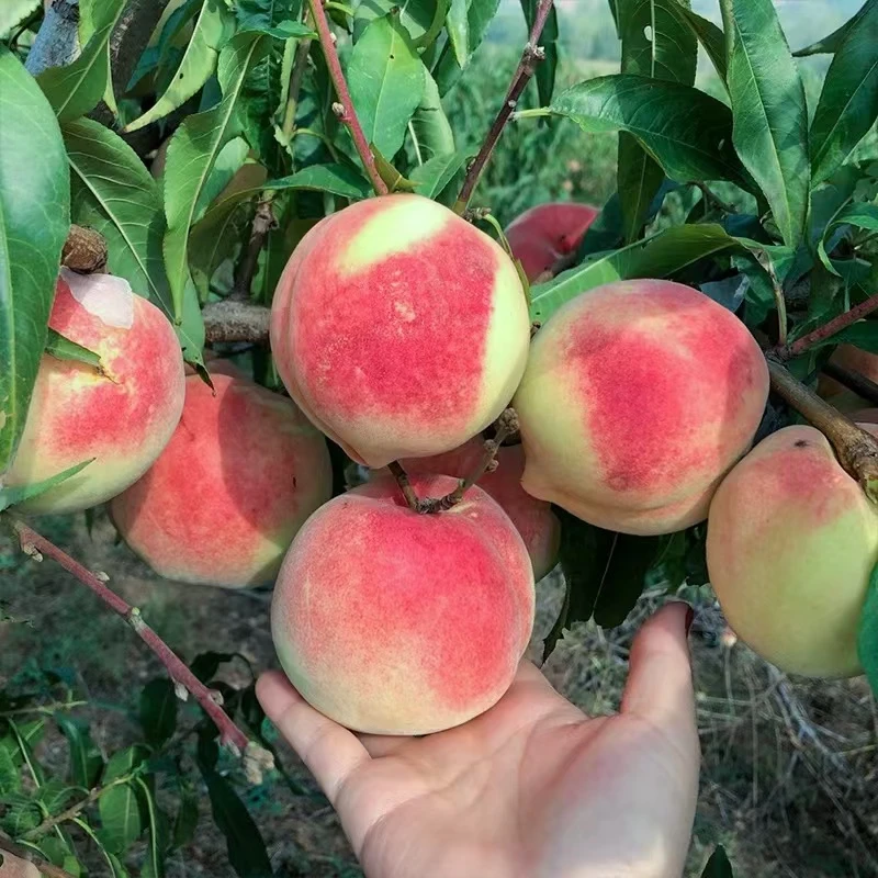 【三斤散装】水蜜桃  好吃多汁 桃味足 一份三斤左右