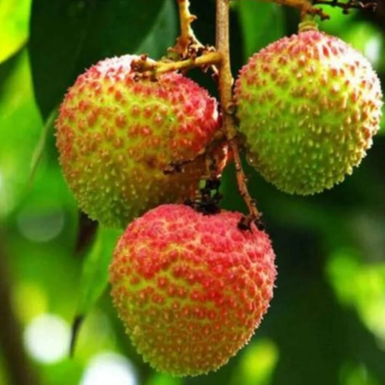 【一框】妃子笑荔枝 皮薄肉厚核小 带框5.5斤左右