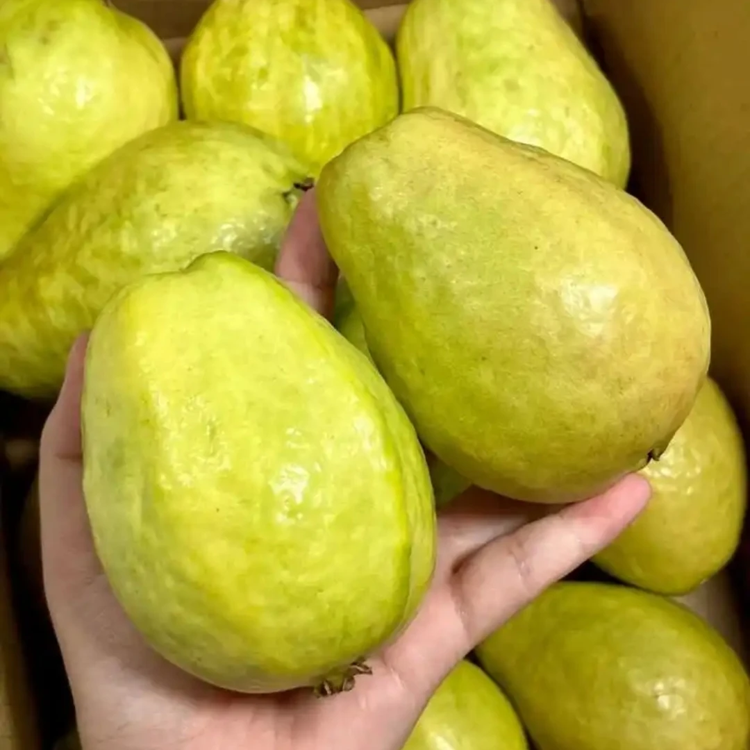 【粉箱】即食奶油芭乐  树上熟 新鲜水果带箱3.5斤左右