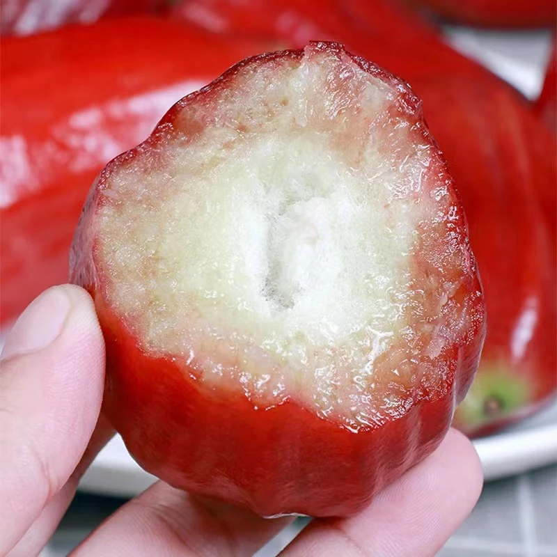 【一箱】海南黑金刚莲雾 清脆爽口 带箱1.7斤左右