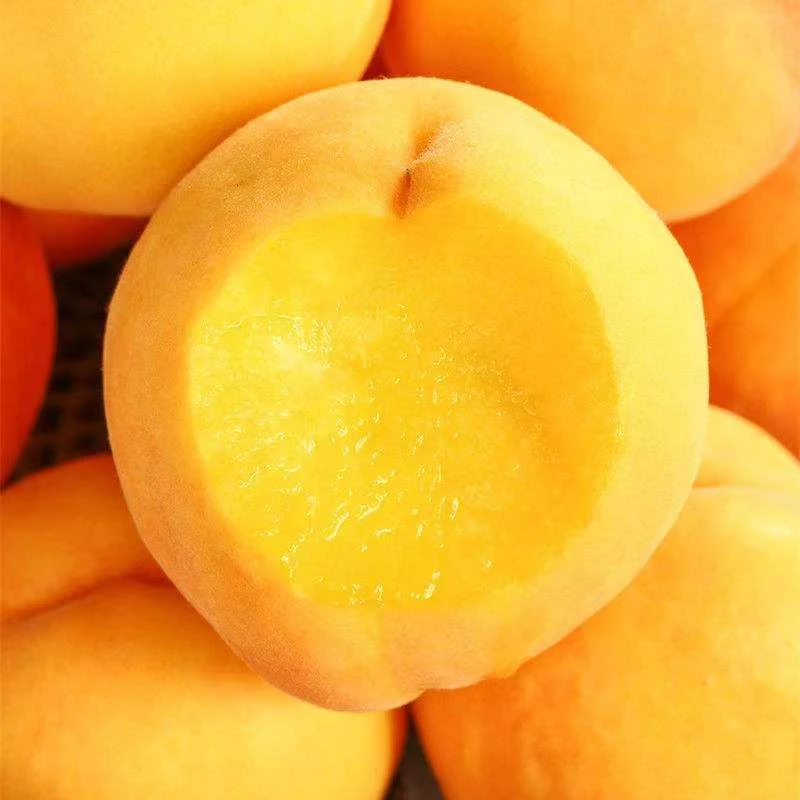 【蒙阴黄桃】爆甜的黄金桃 甜多汁 一箱7颗 毛重3.7斤左右