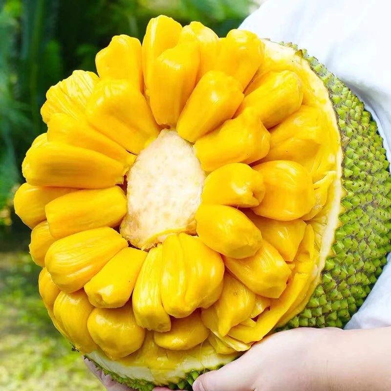 【整颗菠萝蜜】直接吃 现剥现吃新鲜美味 单颗8-12斤