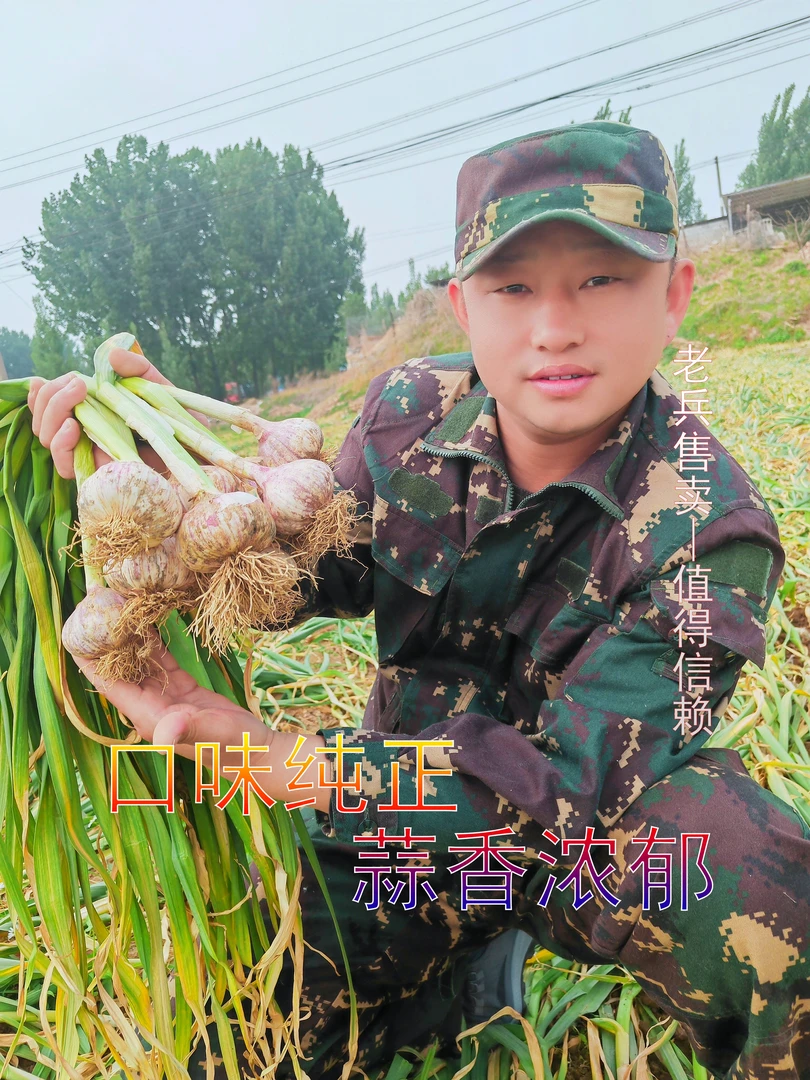 （带皮毛蒜）2024年现挖现售新鲜紫皮大蒜 （可腌制糖蒜、泡蒜）