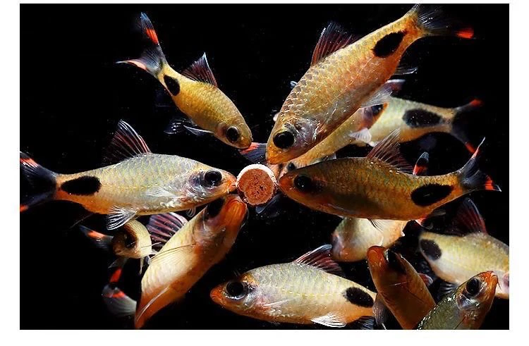 黑影道人群游鱼草缸鱼道热带鱼好看好养的鱼活体