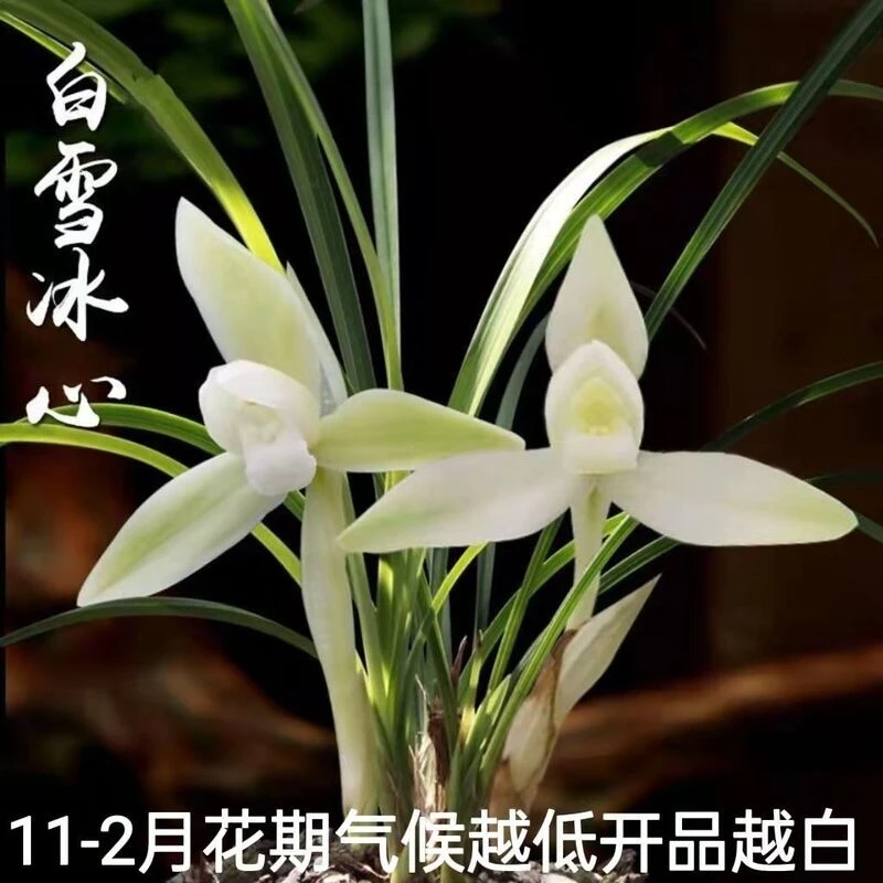 兰花苗春兰 白雪冰心 四季兰浓香花卉室内观花叶盆栽植物好养