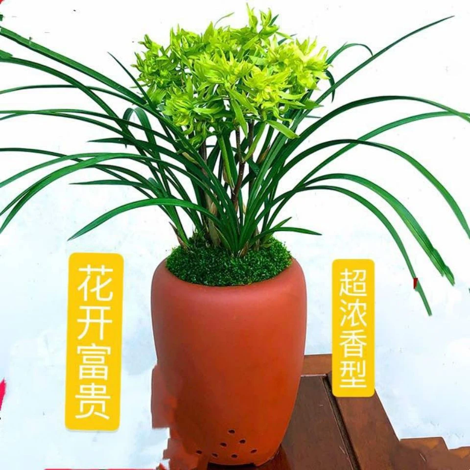 春兰名品【花开富贵】 浓香型奇花 花卉绿植阳台盆栽室内好养易开花
