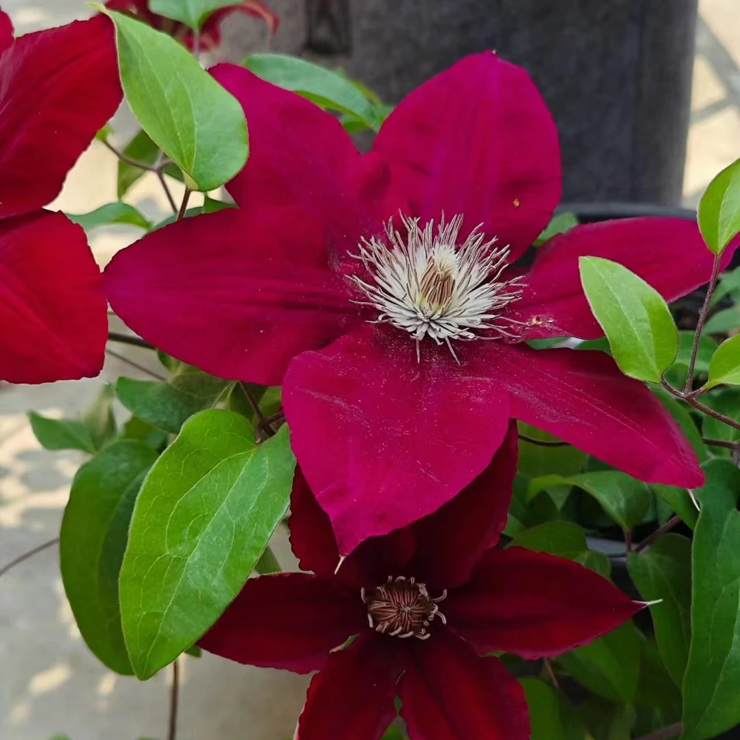 【3类晚花品种5-10月】铁线莲花苗爬藤植物庭院耐寒花卉盆栽乌托邦