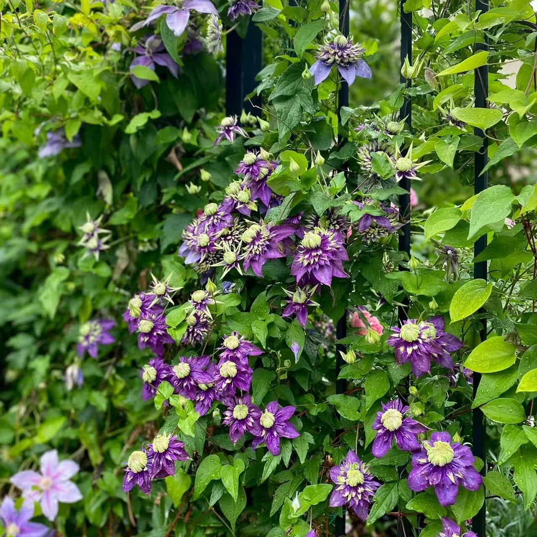 【F系品种链接】铁线莲爬藤植物乌托邦乔花园庭院盆栽阳台花卉