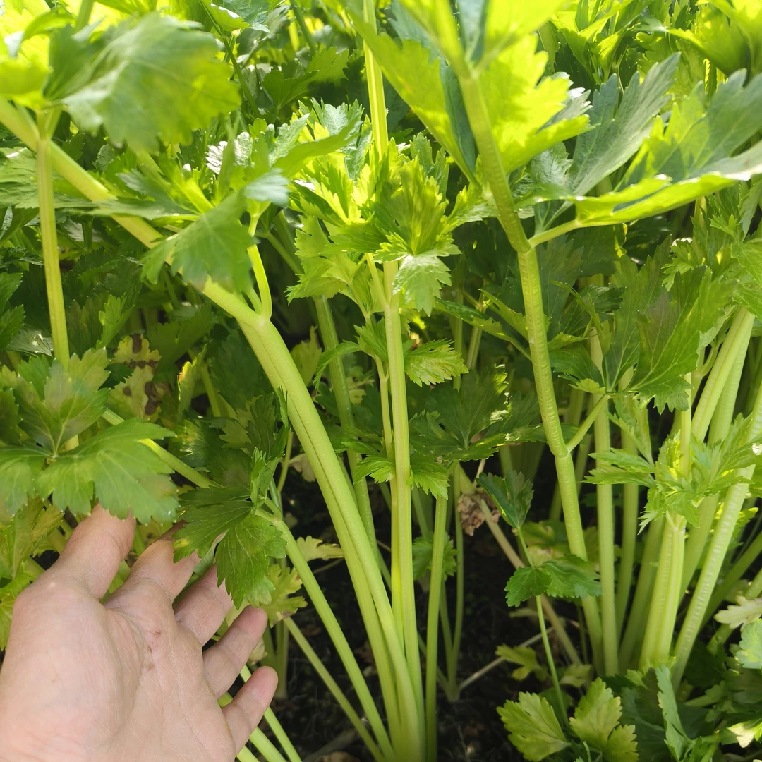 四川成都新鲜芹菜现挖农家自种露天火锅蔬菜本地带叶芹菜敬记农家