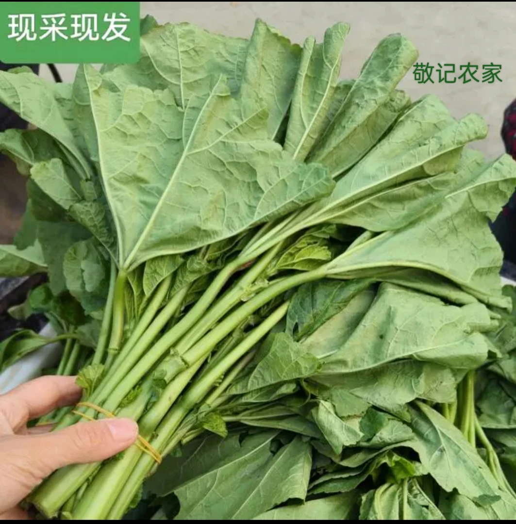 四川农家冬寒菜新鲜冬汉菜冬涵菜马蹄菜冬苋菜蔬菜叶野菜钙菜时令