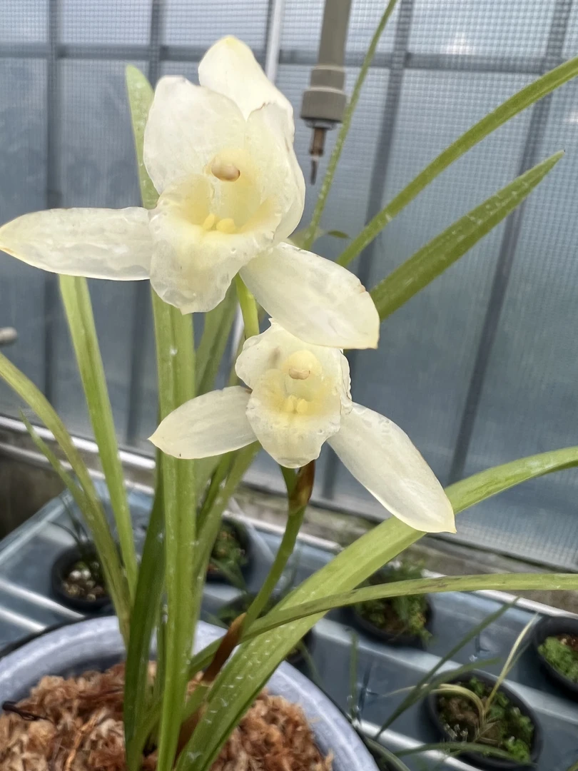 直播间兰花苗通用