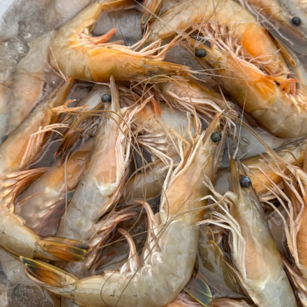 【渔三宝推荐】渤海湾 野生海捕对虾 鲜活