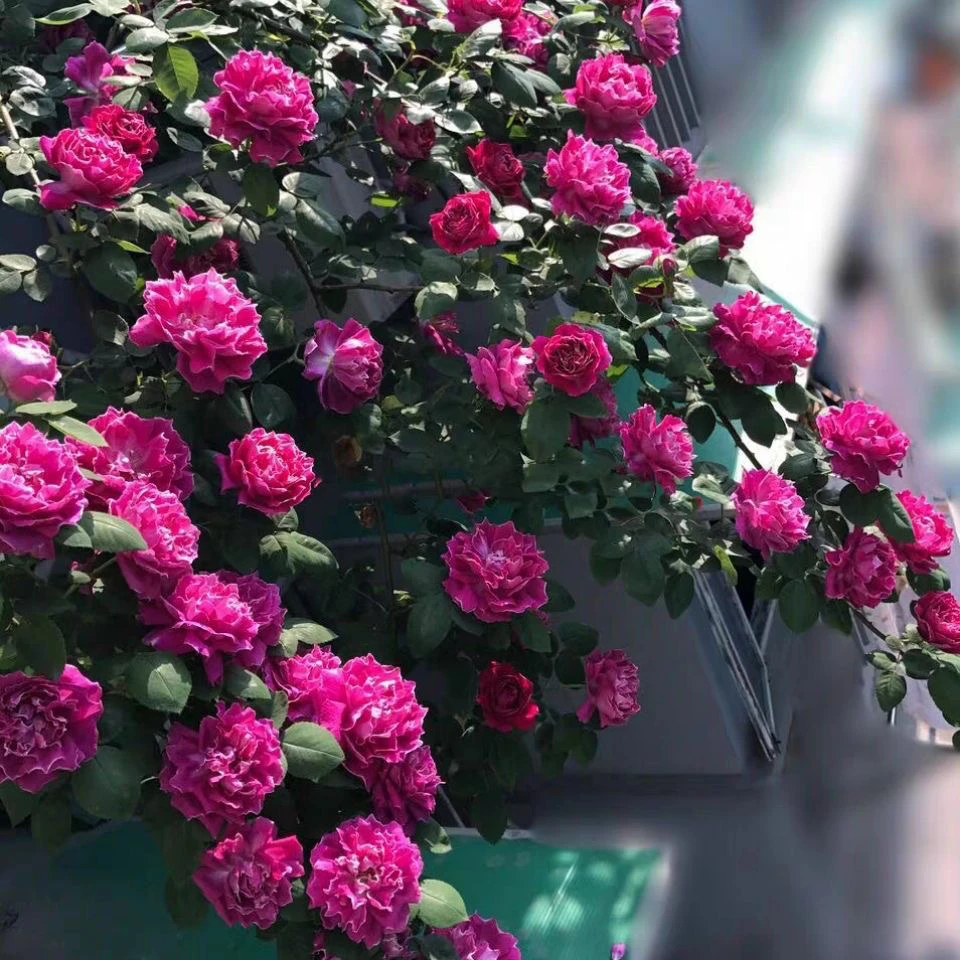 紫袍玉带爬藤月季，多季开花