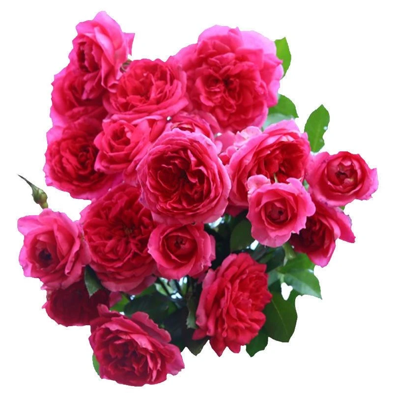 大游行爬藤月季，粉色大花浓香，一支多头，多季开花，南北方种植